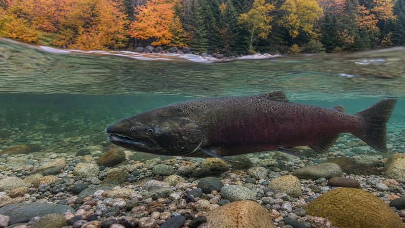 Chinook Salmon Ontario: Giant Great Lakes Kings, Staging Tributaries, and Heavy Gear