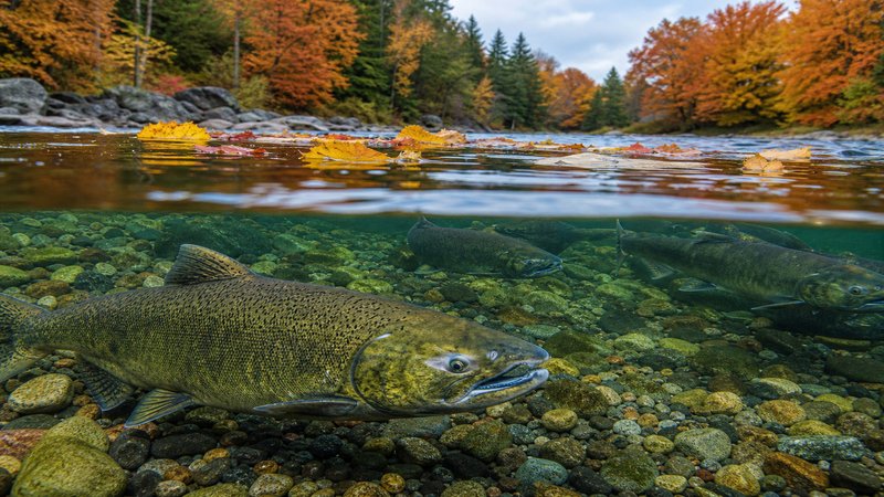 Salmon Run Ontario: Prime Tributary Rivers, Peak Fall Timing, and River Tactics