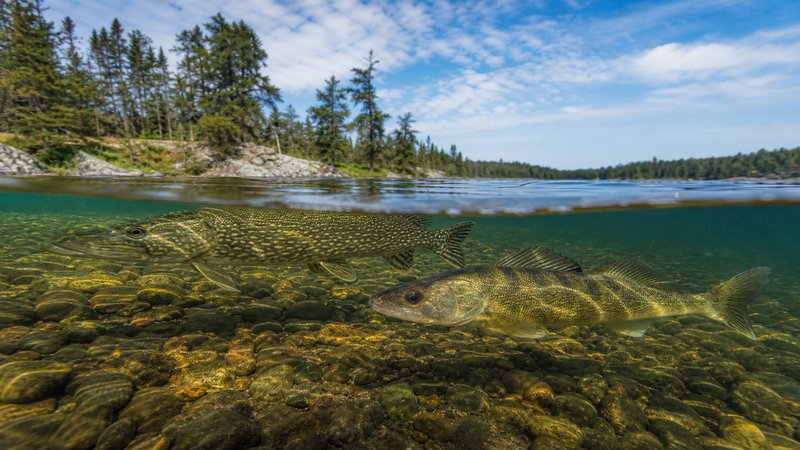 Saskatchewan Fish Species: Identification, Trophy Habitats, and Proven Tactics