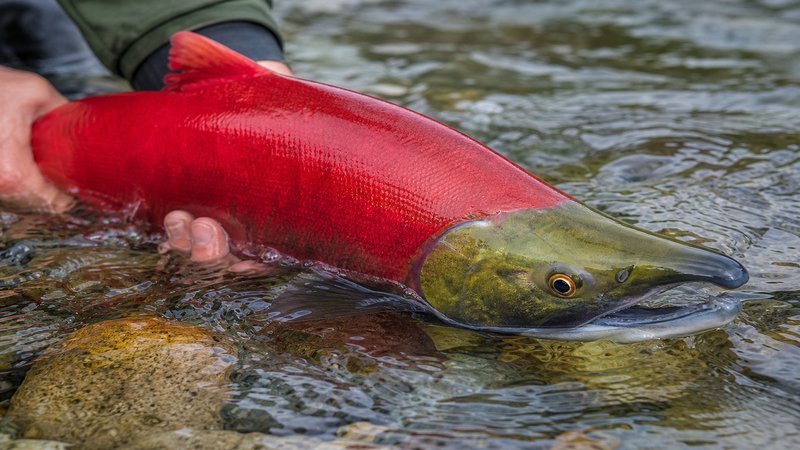 Sockeye Salmon BC: River Migration Cycles, Bottom Bouncing, and Fly Tactics