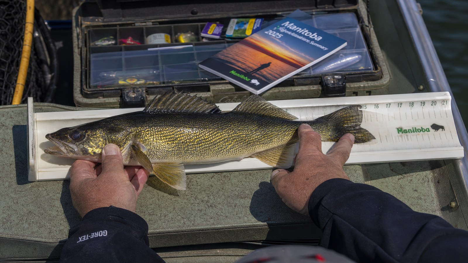 Manitoba Fishing Regulations: Licences, Barbless Hooks, Seasons, and Slot Limits