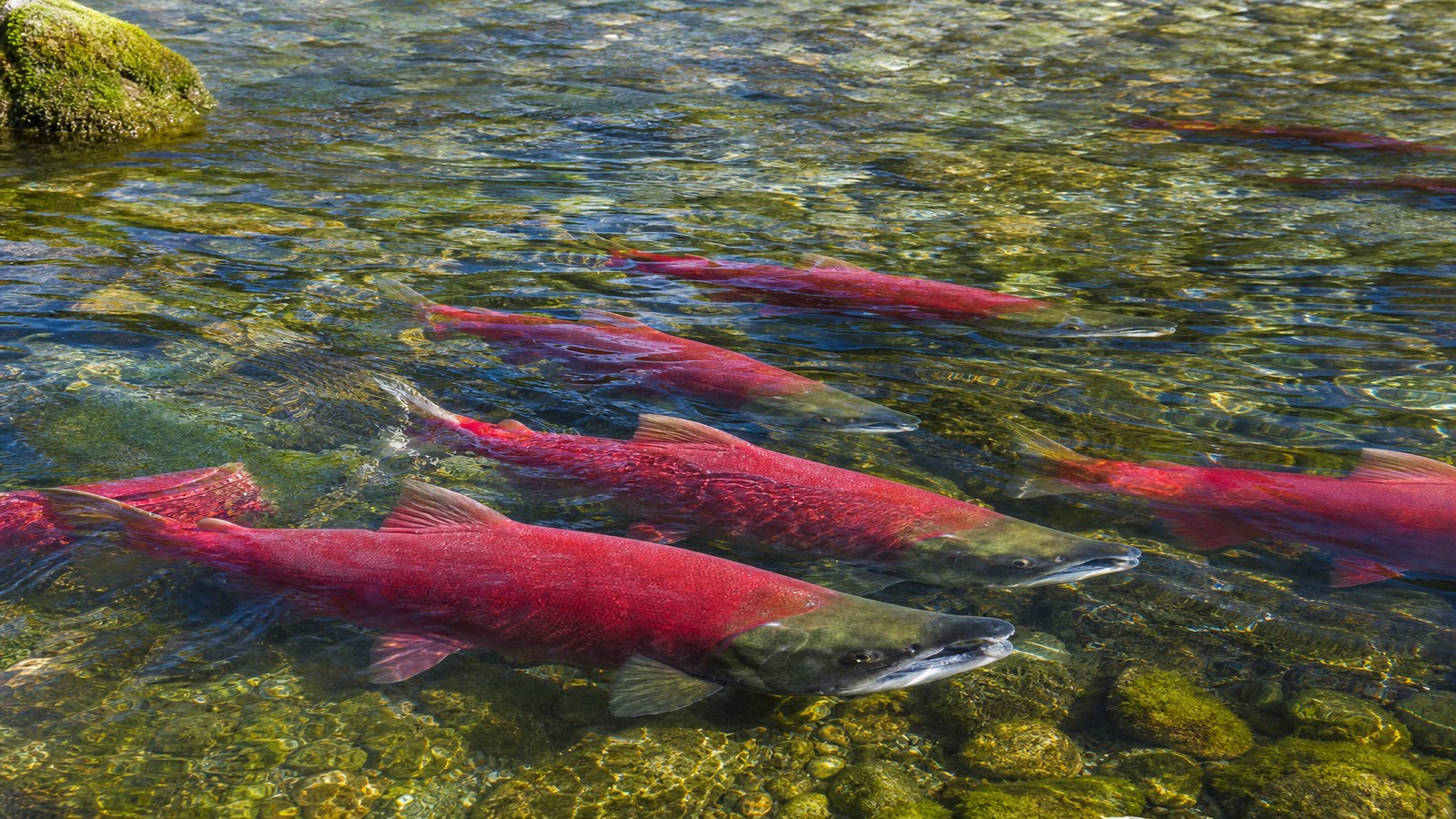Pink Salmon BC: Odd-Year Runs, Light-Tackle Tactics, and Beach Fly Fishing
