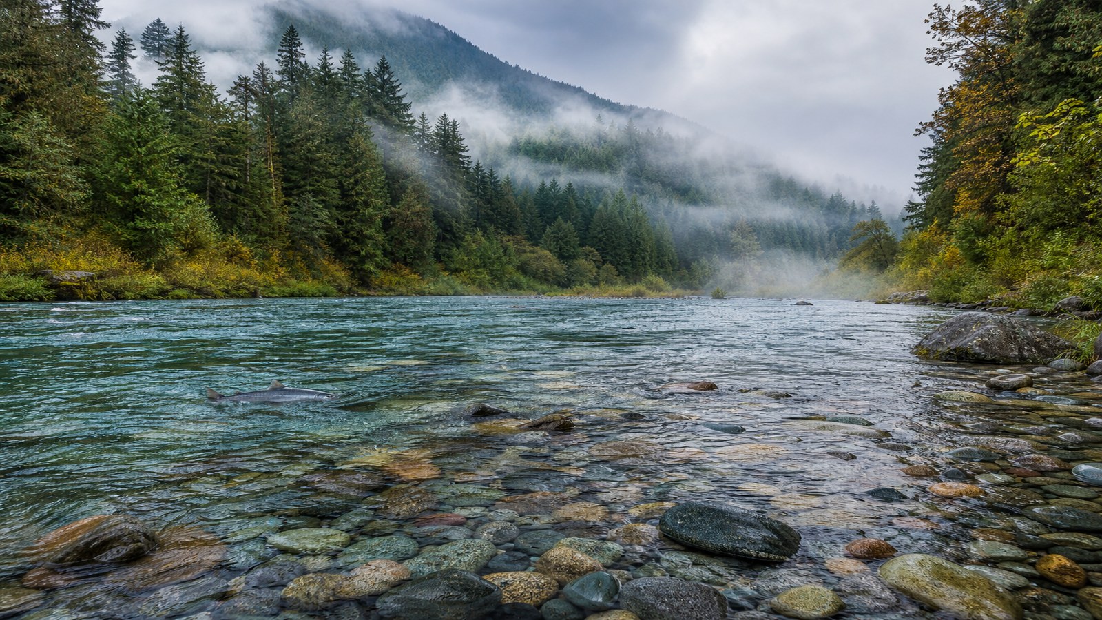 When Is Salmon Season: Month-by-Month Guide to Coastal and Great Lakes Runs